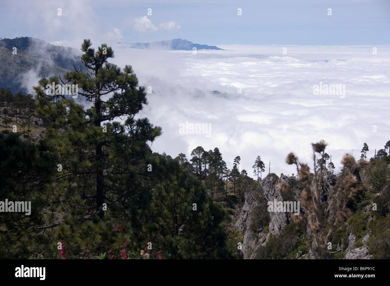 View from 'La Torre' (3837m). The highest non-volcanic point in Central America. Guatemala. Stock Photo