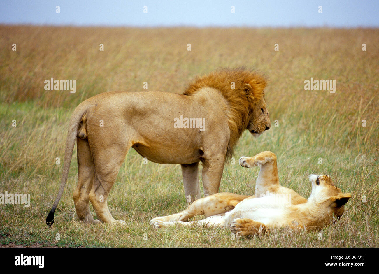 Lions in Masai Mara Kenya Stock Photo - Alamy