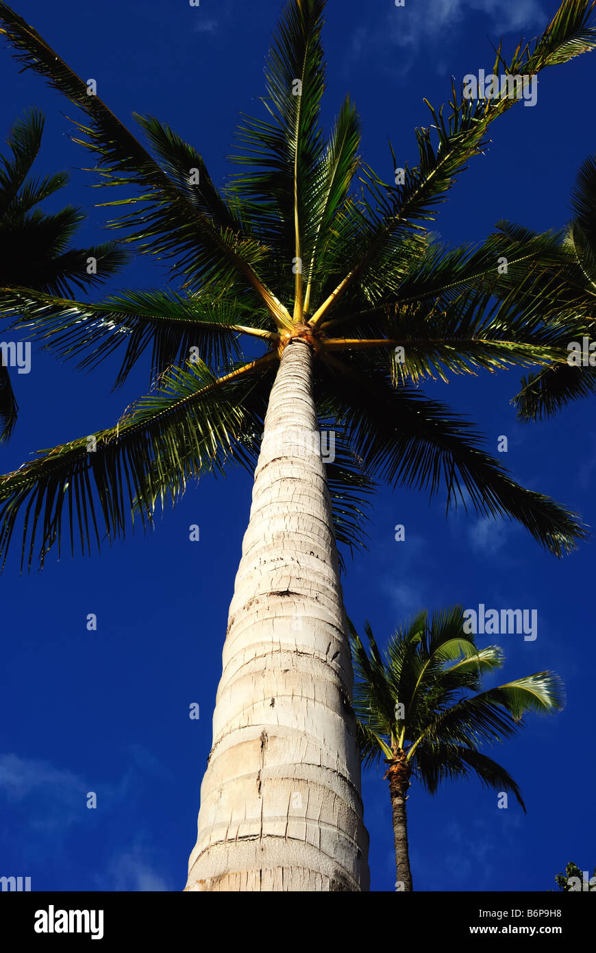 Waikiki beach palm tree hi-res stock photography and images - Alamy