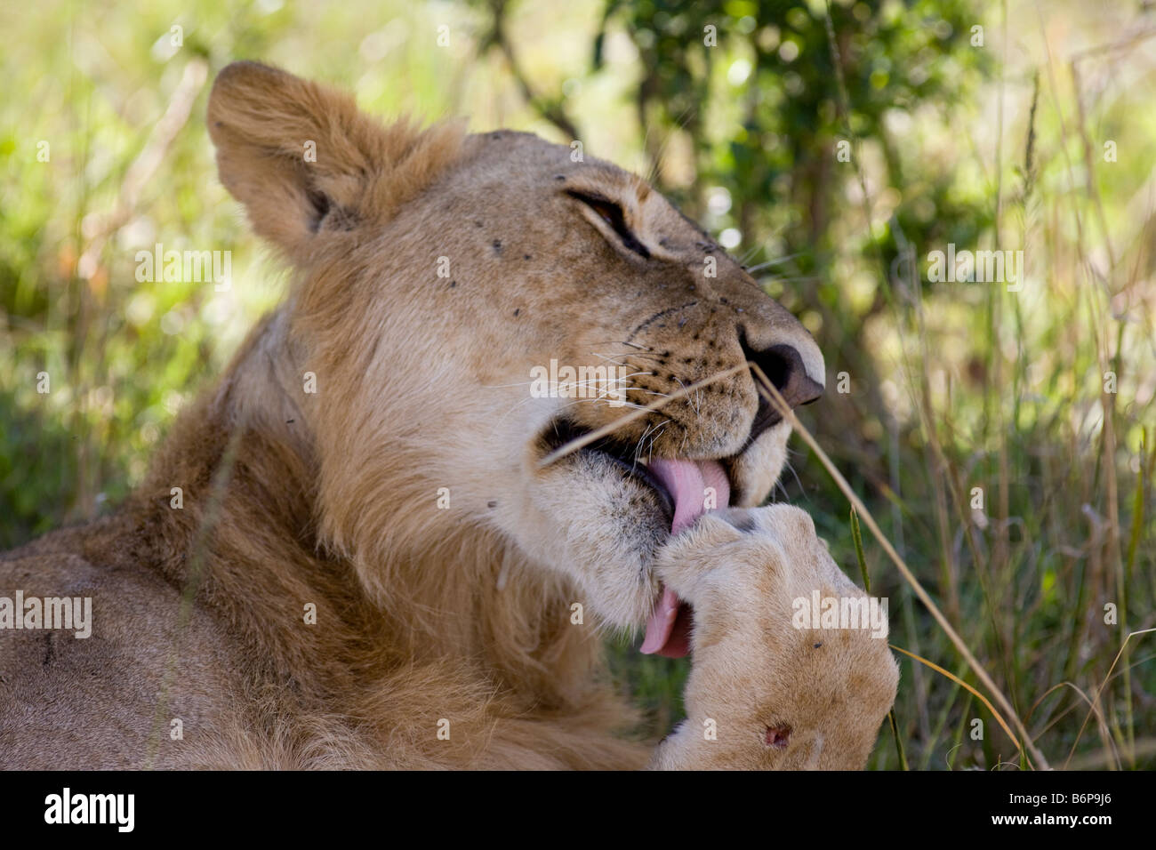 lion cleaning paws Stock Photo Alamy
