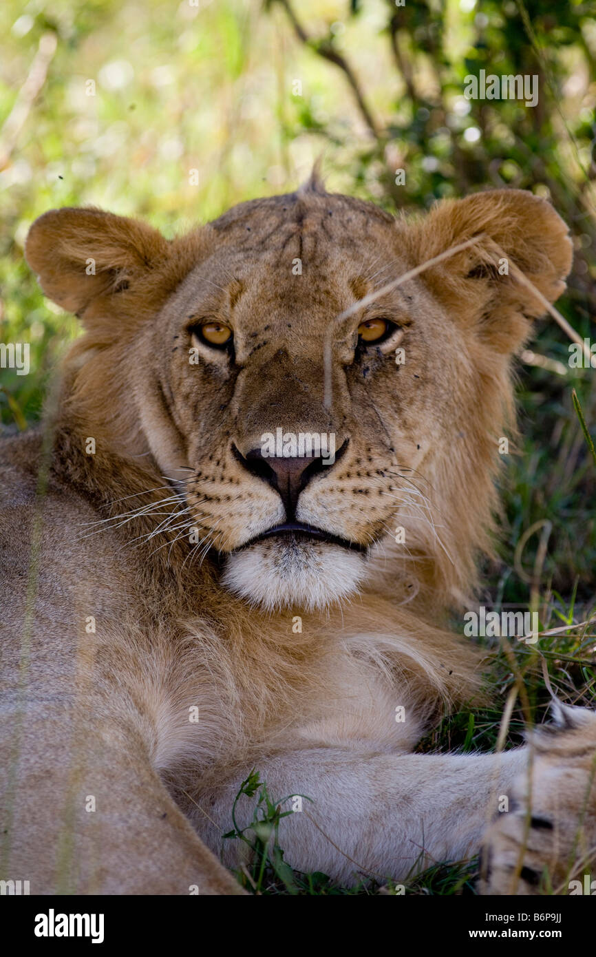 lion in masai mara game reserve Stock Photo - Alamy