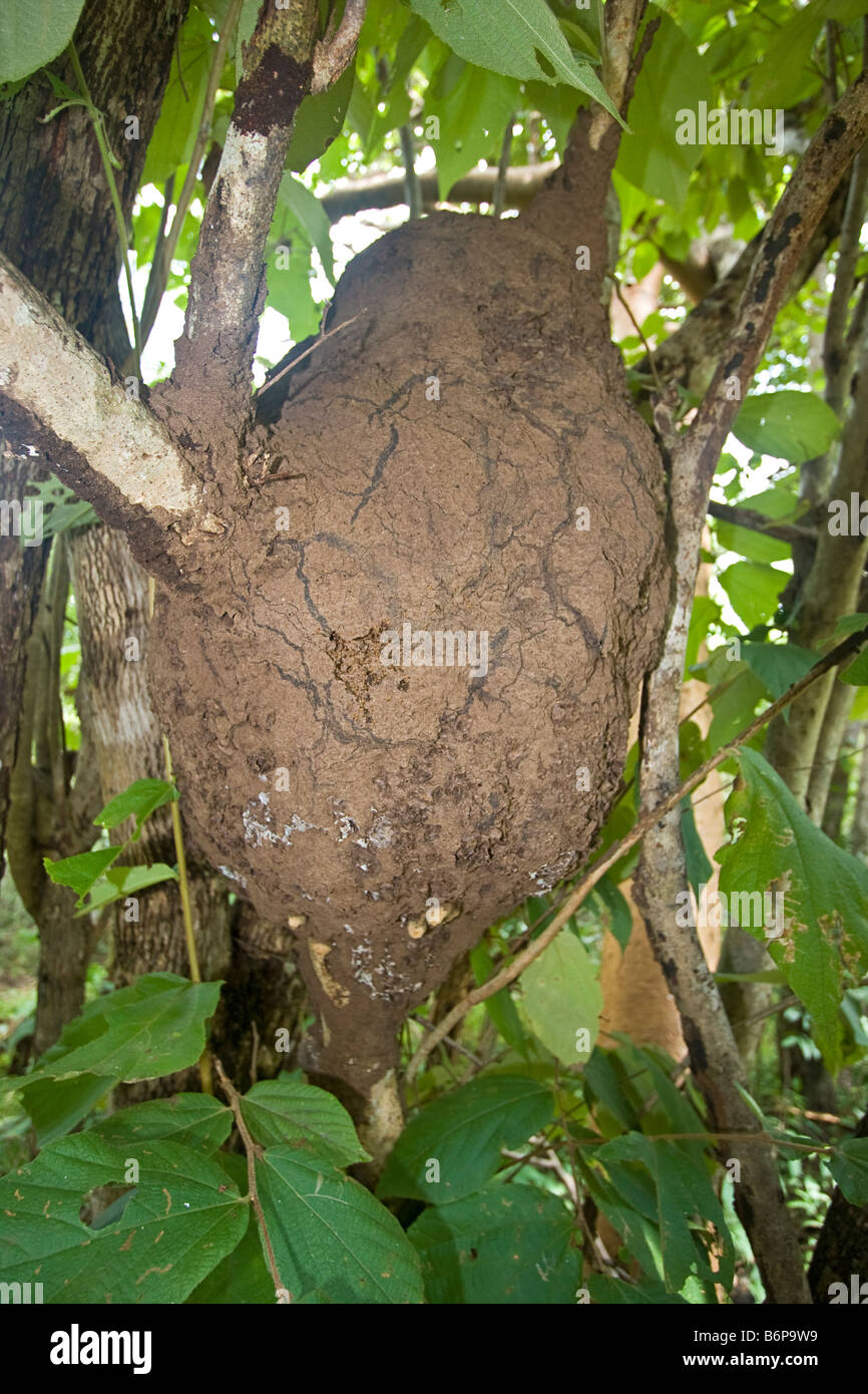 Termites in mound hanging from tree in Costa Rican jungle near Tamarindo Stock Photo