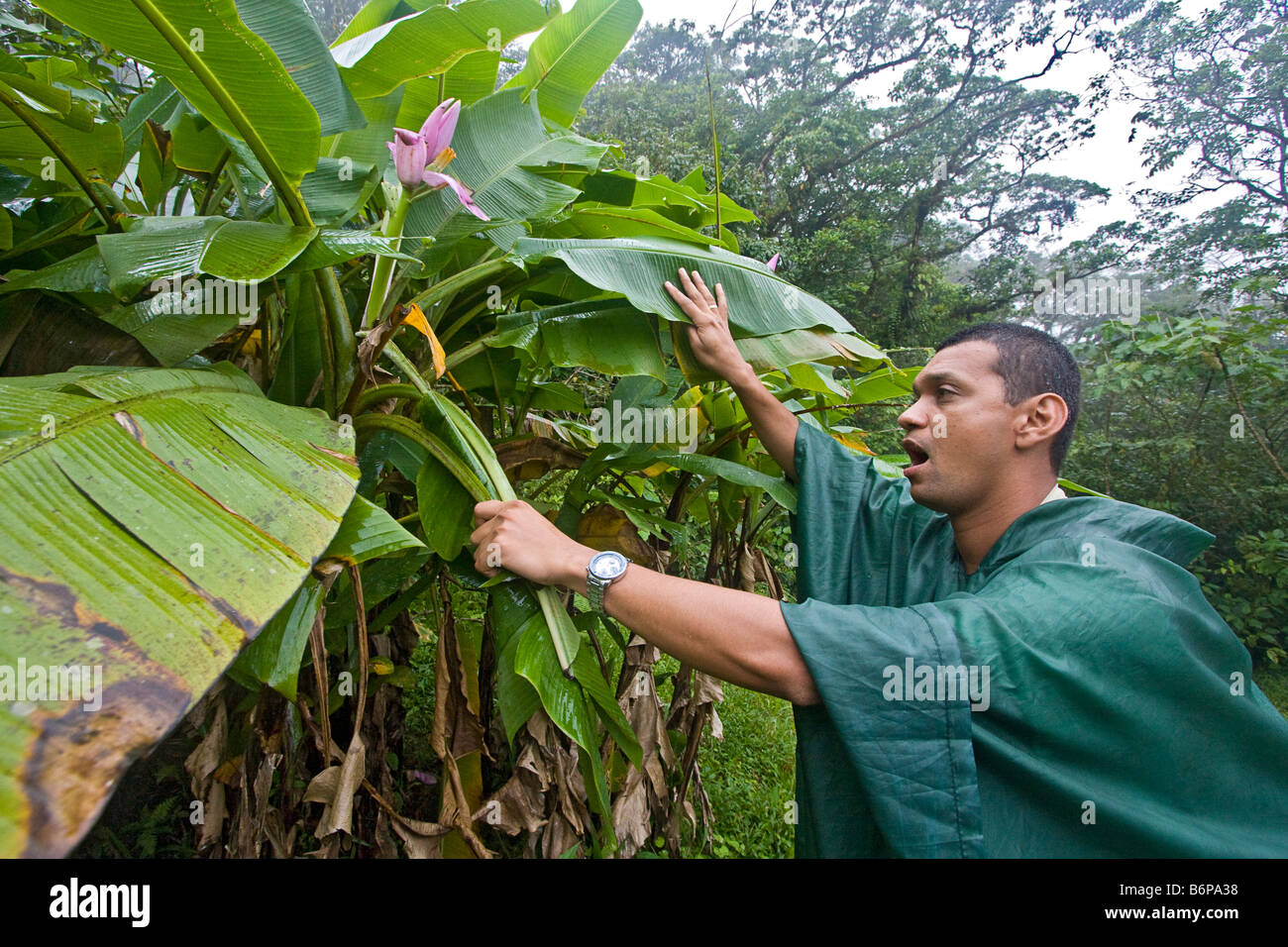 Guide shows flower from jute plant (in banana family) during hike in Costa Rican rainforest Stock Photo