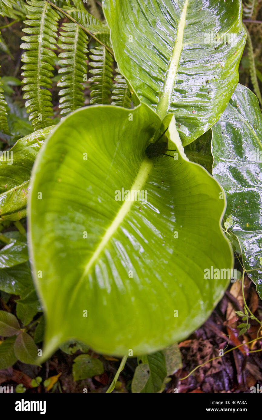 Silk spider on tropical leaf in Costa Rican rain forest The web of this spider is 10 times stronger than iron Stock Photo