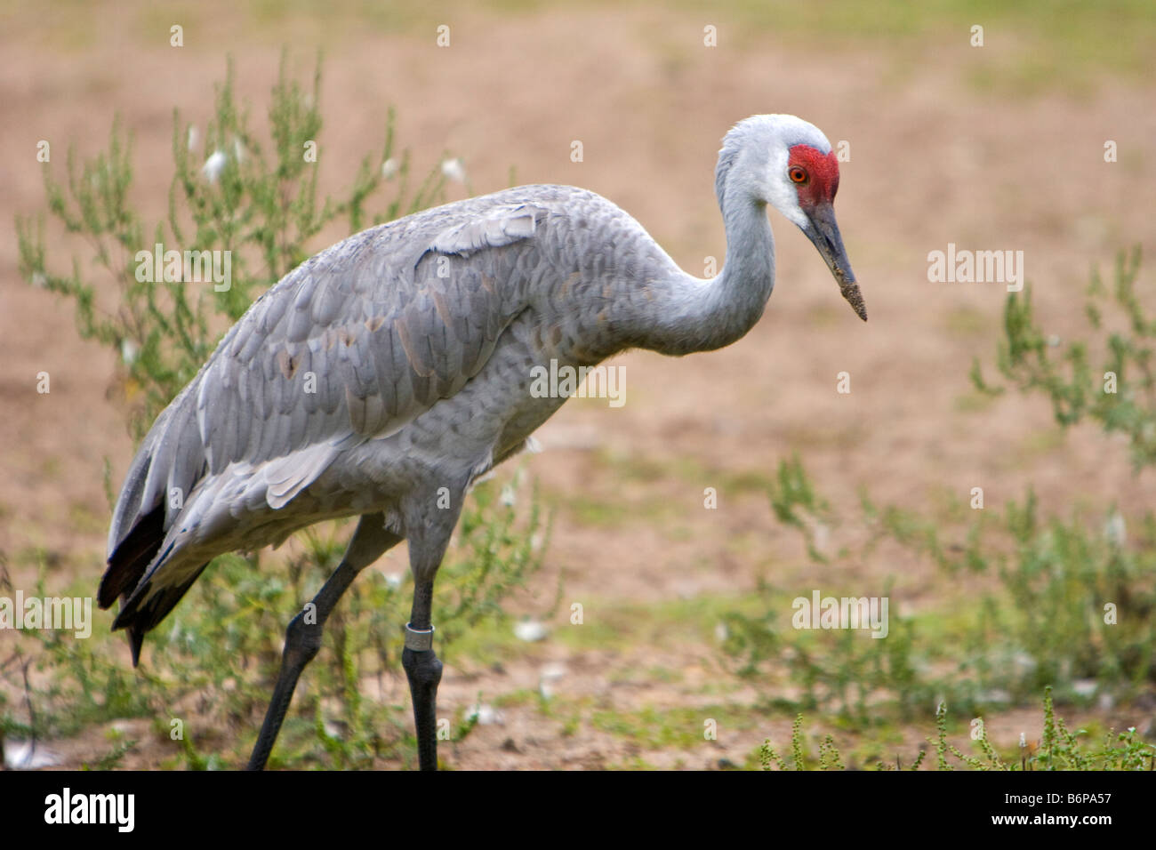 A Sandhill Crane forages for food September 23 2008 Stock Photo