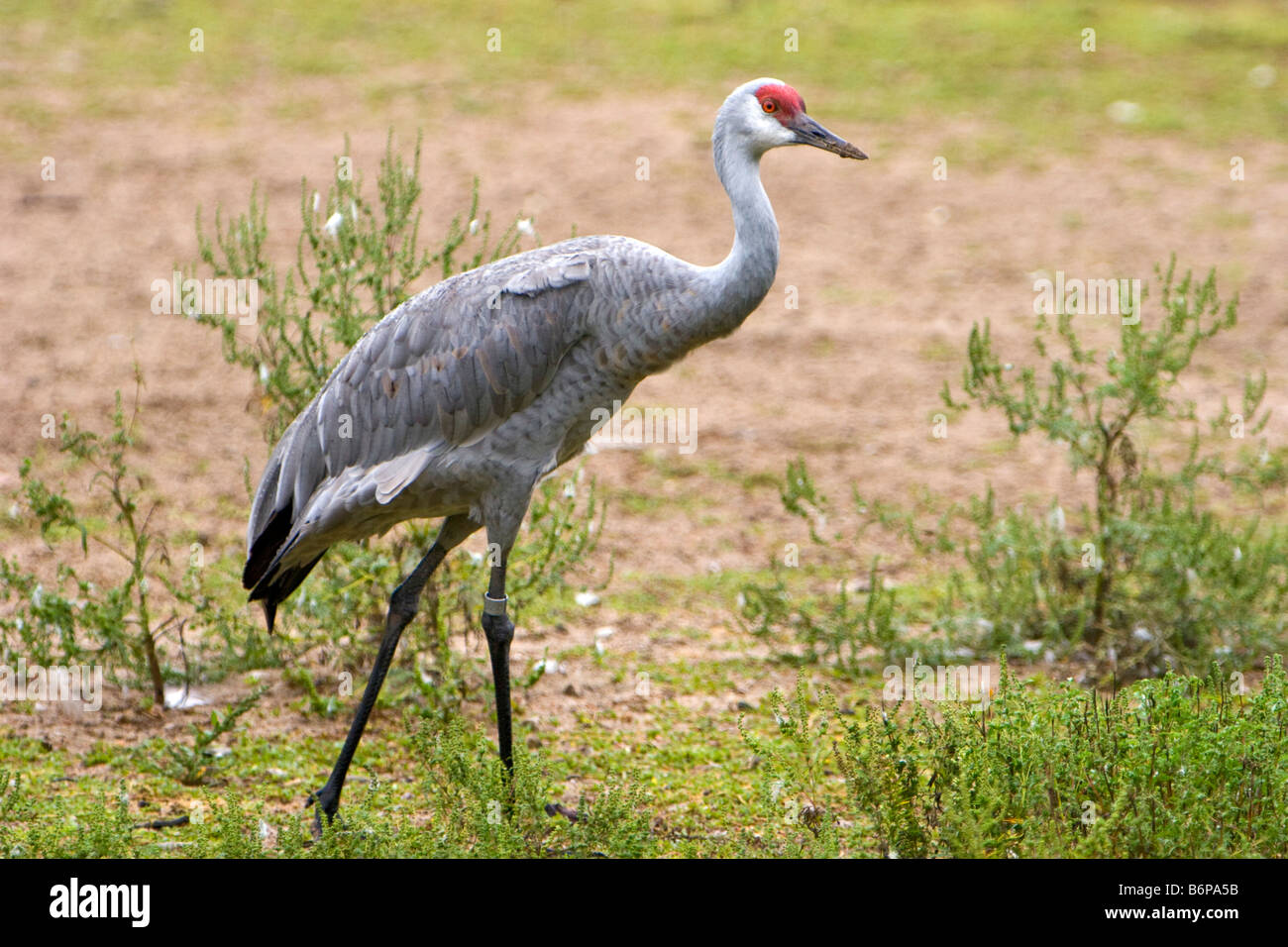 A Sandhill Crane forages for food September 23 2008 Stock Photo