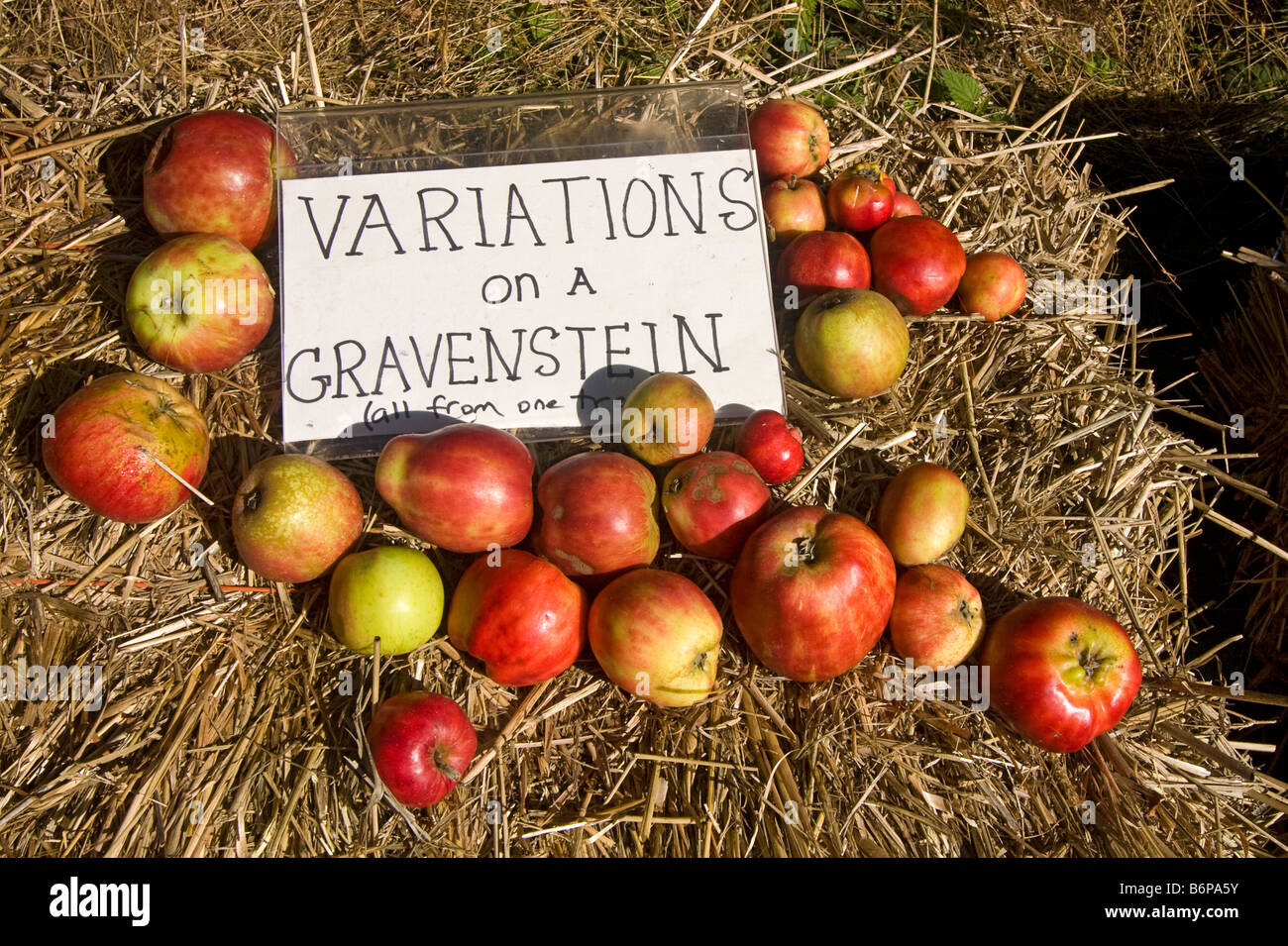 Gravenstein apples on display during annual fall apple festival on Salt Spring Island, British Columbia, Canada Stock Photo