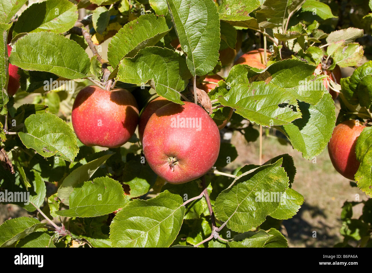[Triumph del Boskoop] apples on tree, one of 350 varieties grown in Salt Spring Island, British Columbia, Canada Stock Photo
