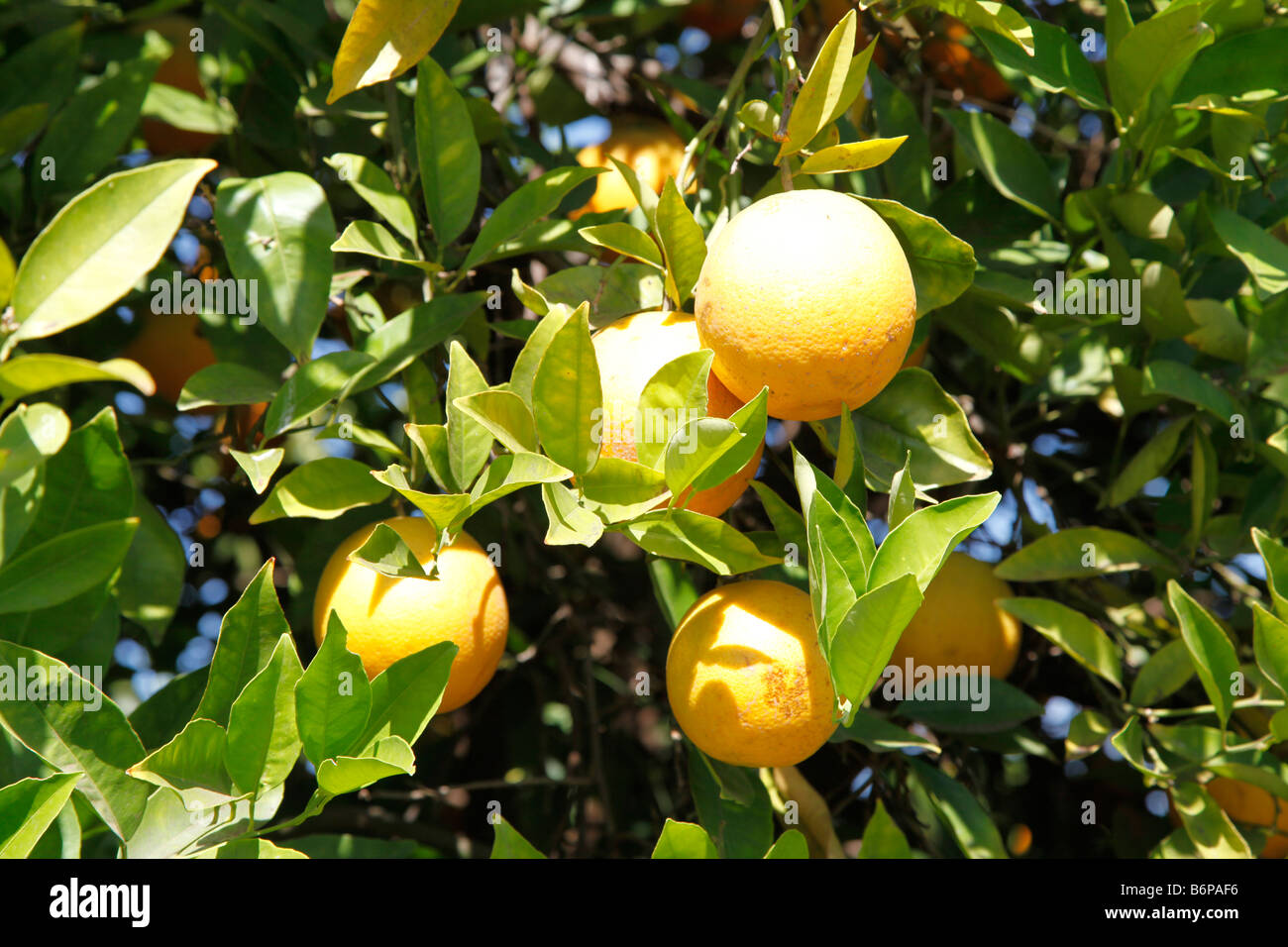 Australian Orange citrus fruit, NSW Stock Photo Alamy