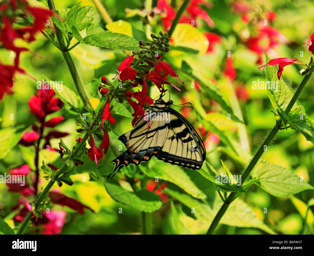 Eastern Tiger Swallowtail butterfly at Lady in Red Salvia flowers. Stock Photo