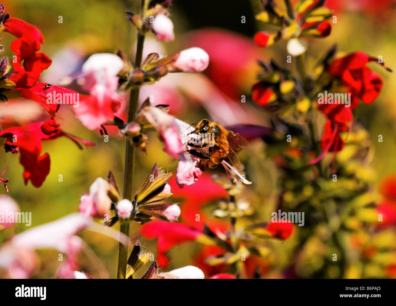 Salvia Coccinea blooms and a bumble bee Stock Photo