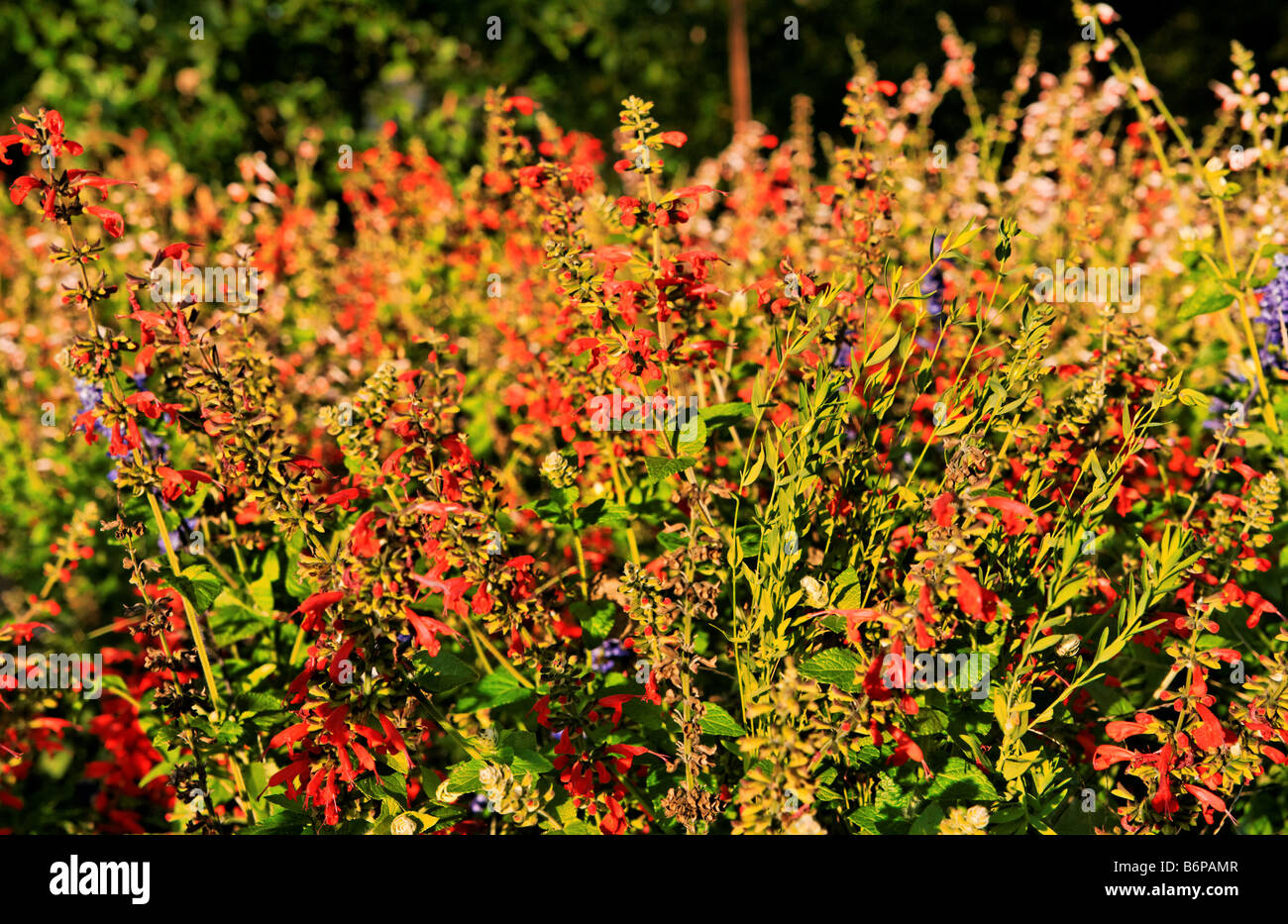 Lady in Red and Coral Nymph Salvia flowers. Stock Photo