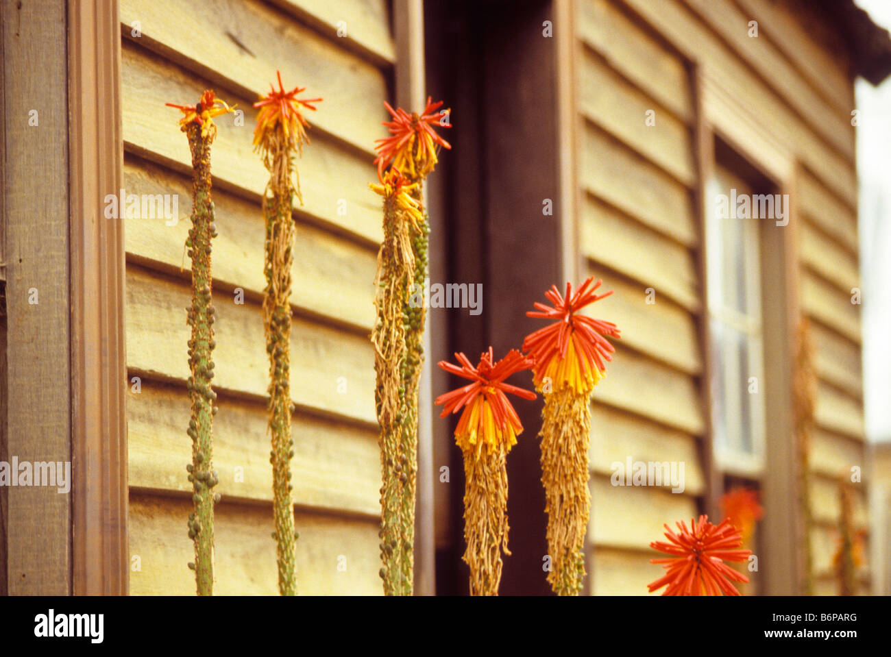 Strange plants grow on grounds of living museum Ballarat, Australia Stock Photo