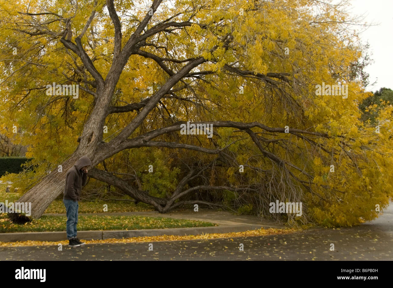 A beautiful tree falls down in the neighborhood when Santa Ana winds blew very fast and fierce. Stock Photo