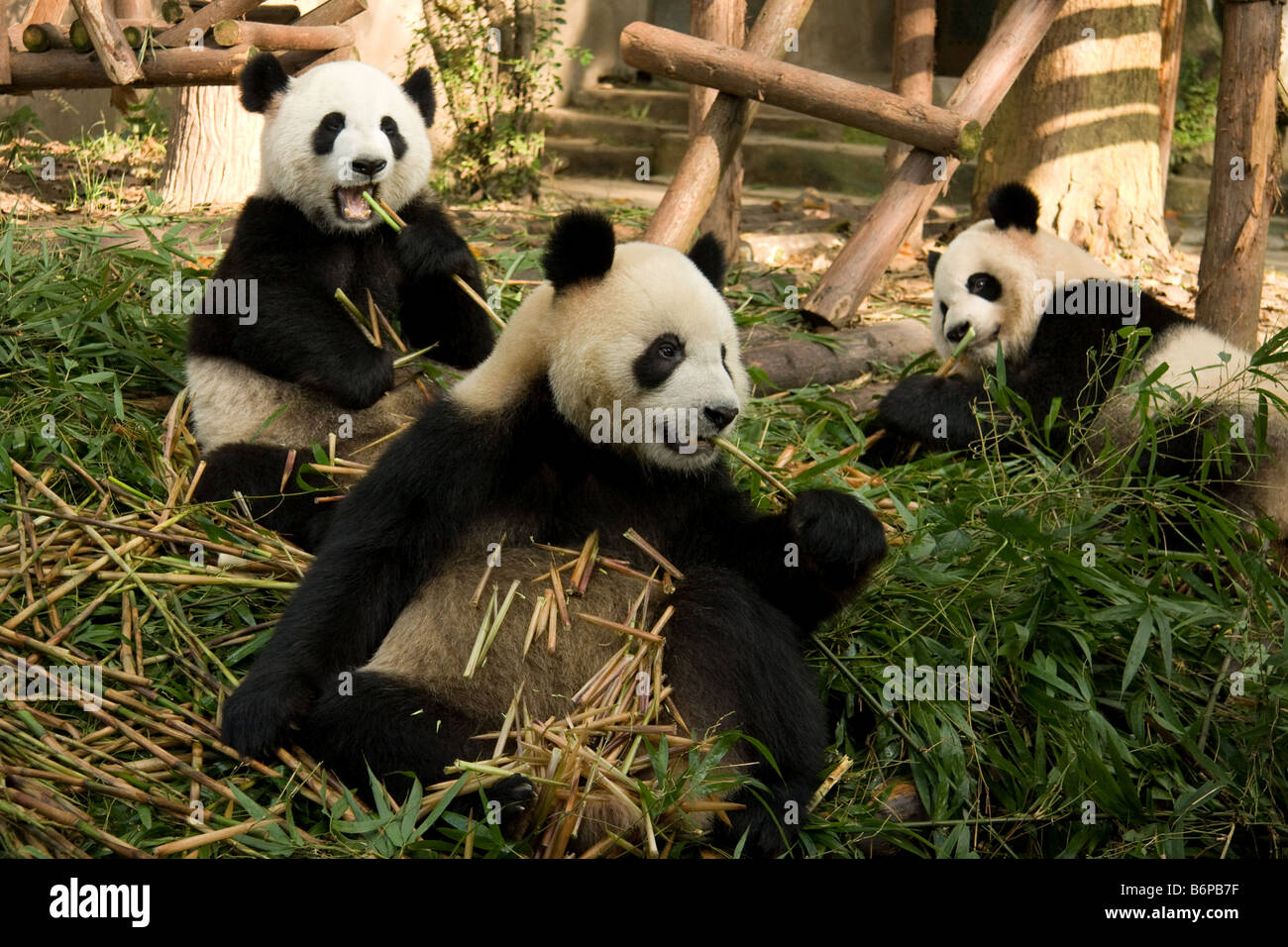Three Panda bears inside Chengdu' s research center in China Stock Photo