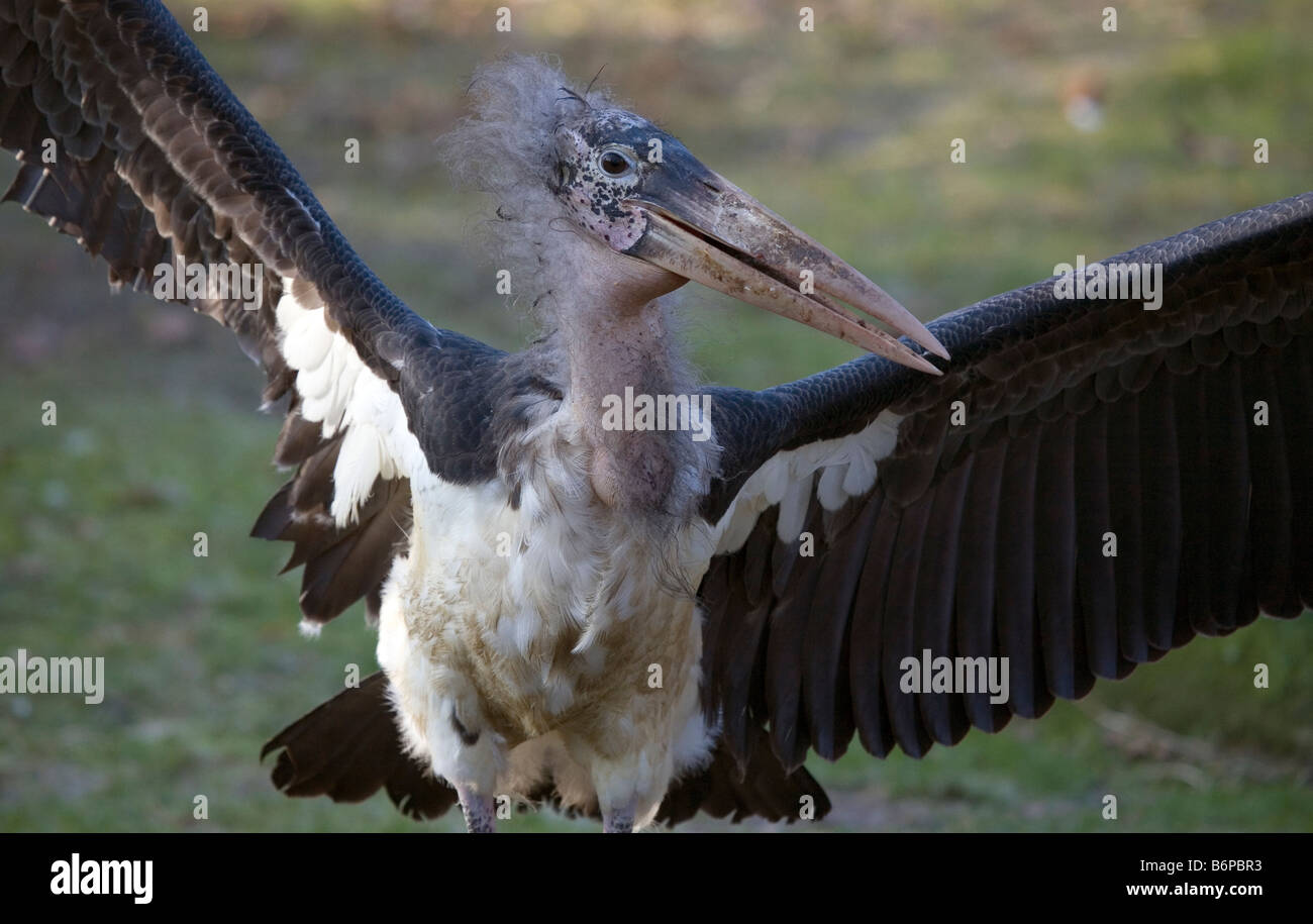 Marabou Stork - Leptoptilos crumeniferus Stock Photo