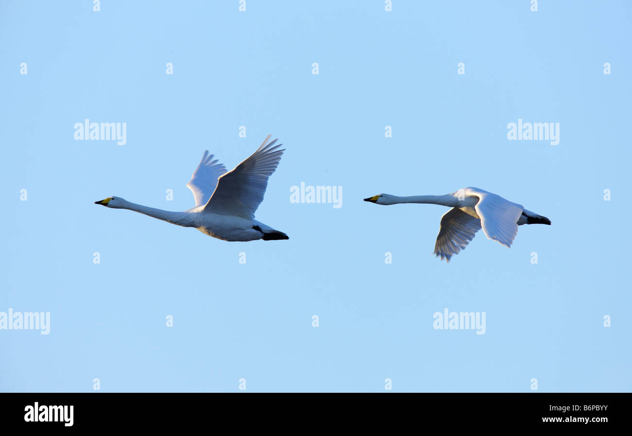 Whooper Swans Cygnus cygnus in flight early morning Welney Norfolk Stock Photo