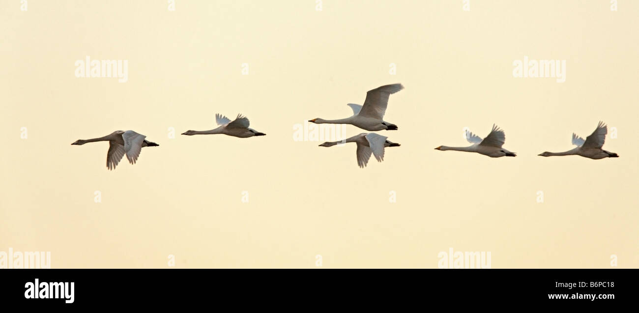 Whooper Swan Cygnus cygnus in flight early morning Welney Norfolk Stock Photo
