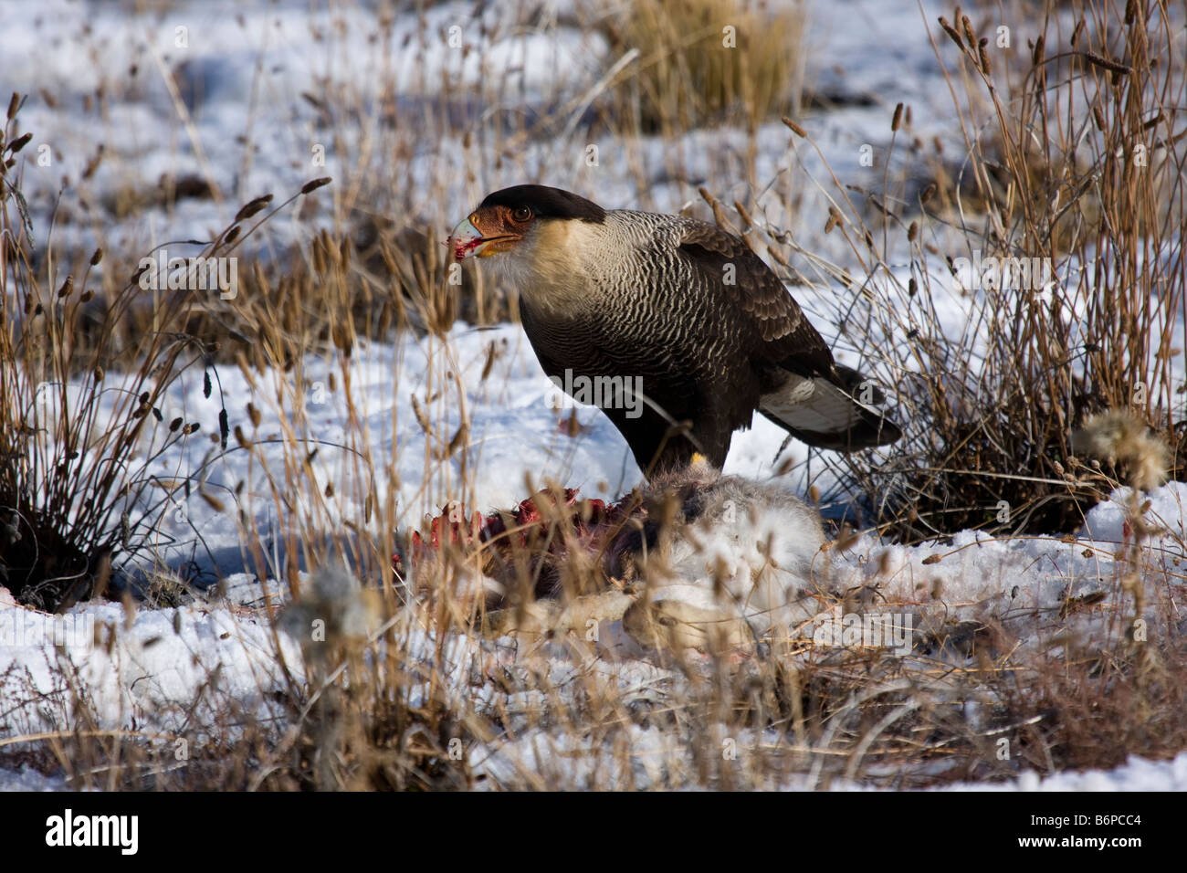 Carancho eating rabbit. Surroundings of El Calafate, Santa Cruz ...