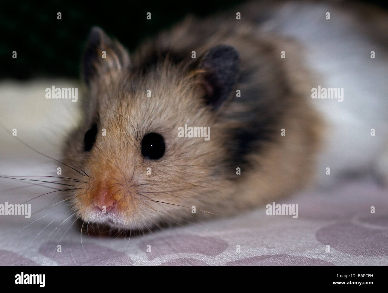 Syrian or Golden Hamster (mesocricetus auratus) Stock Photo