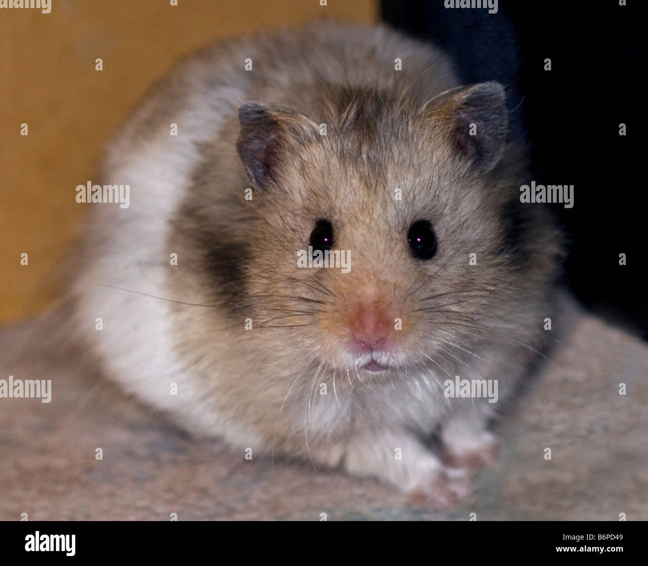 Dwarf Hamster FAQs - Harvey Hams