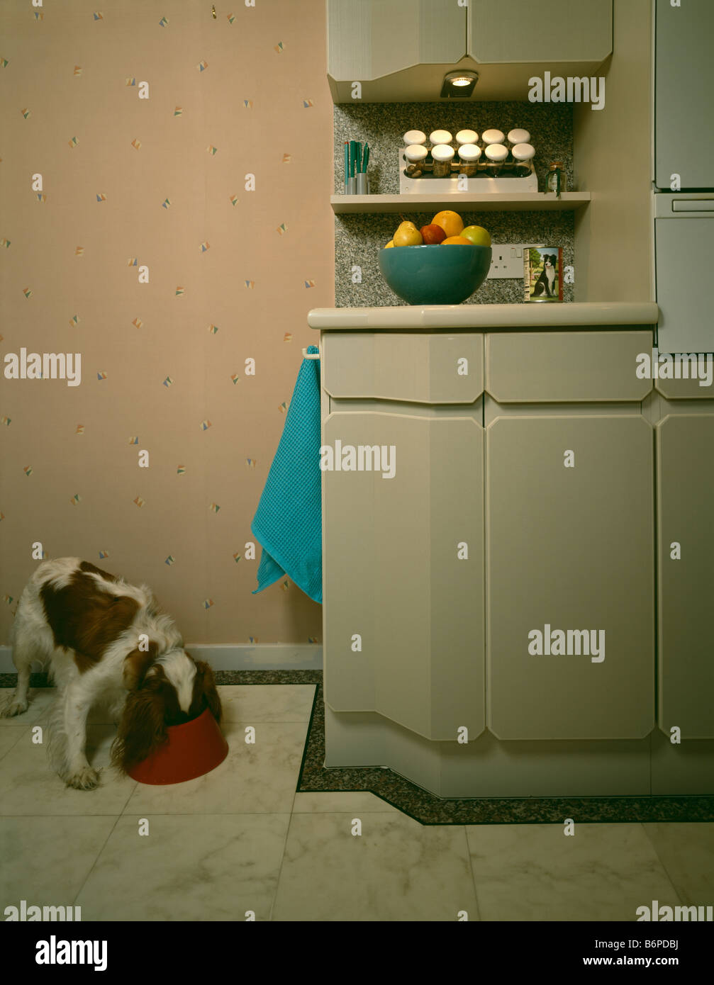 Dog Eating Food From Bowl On Floor Beside Built In Kitchen Dresser