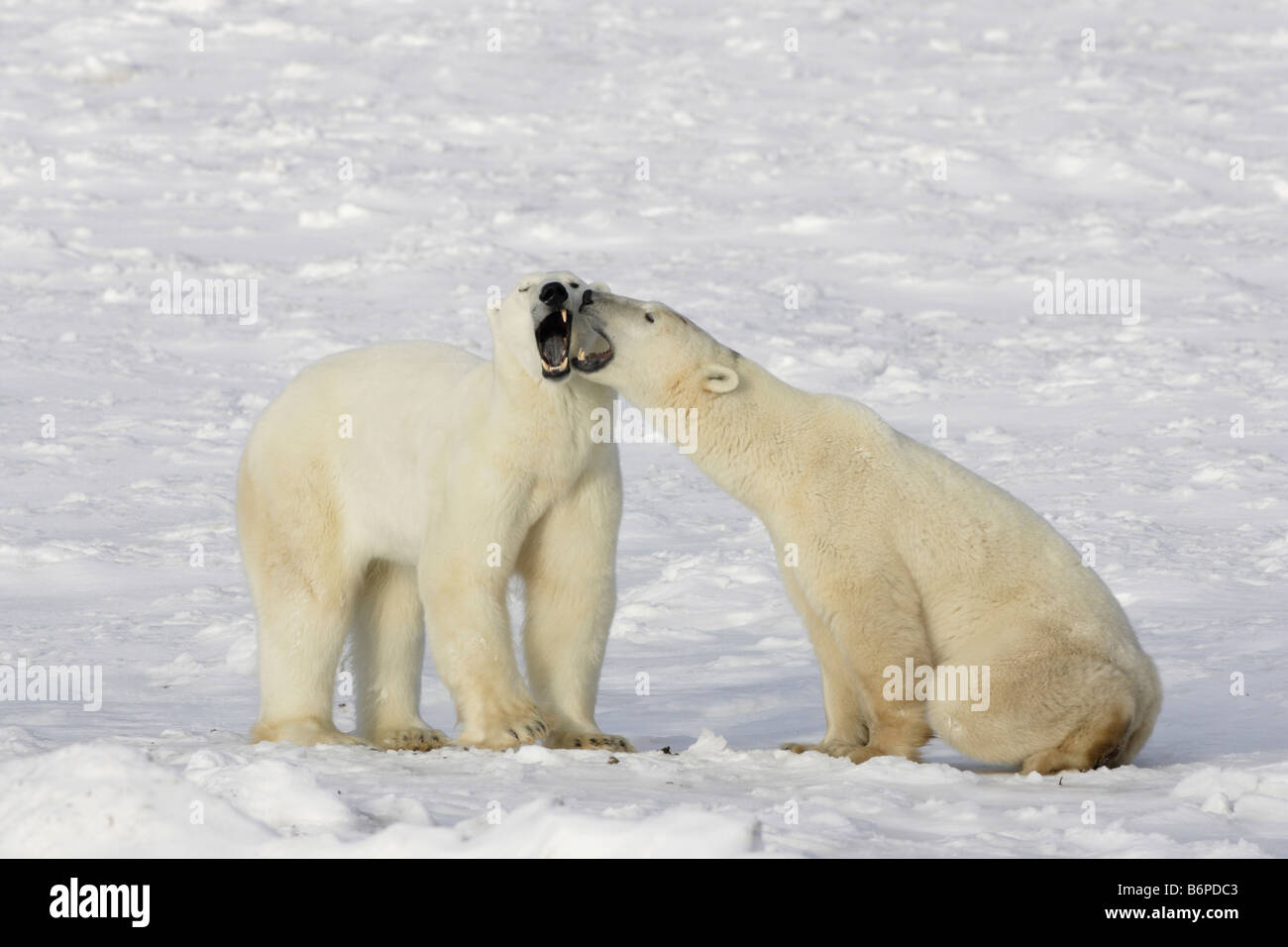 Two Polar Bears play fighting in the snow on the tundra at Churchill Canada Stock Photo