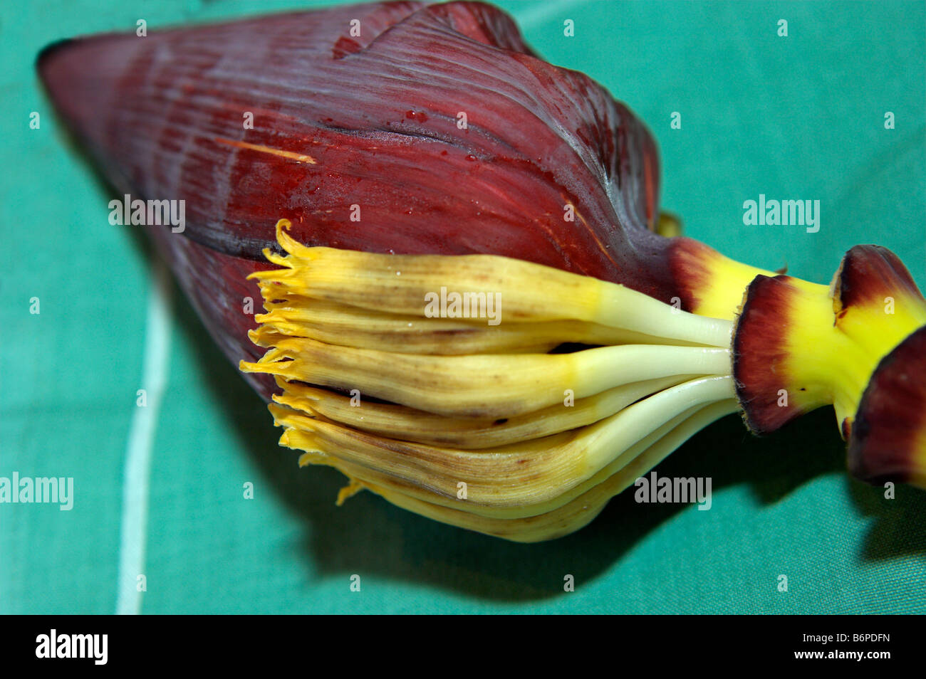 Flower of the Banana tree Stock Photo Alamy
