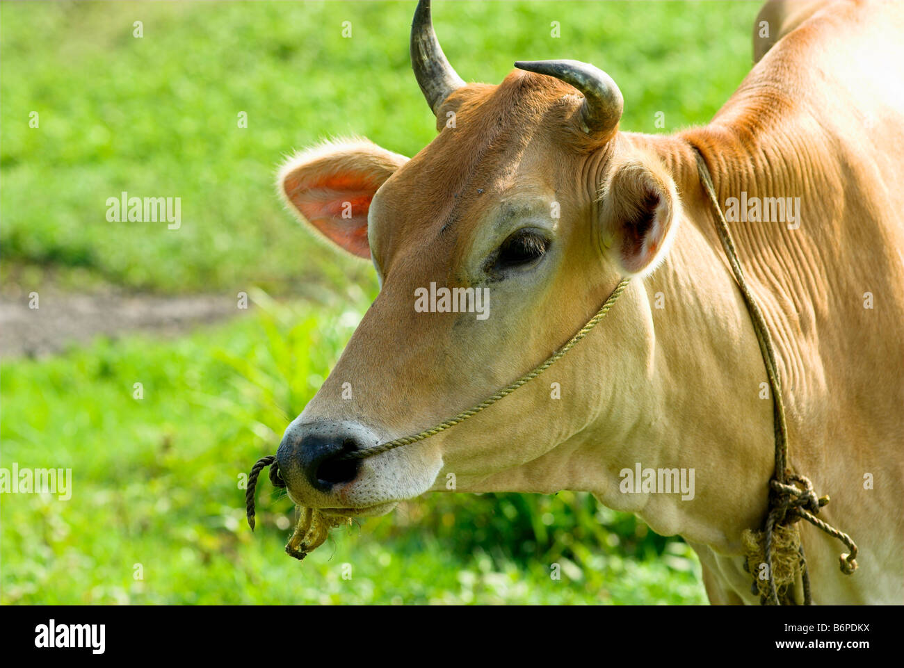 Dairy cow Kerala India Stock Photo Alamy