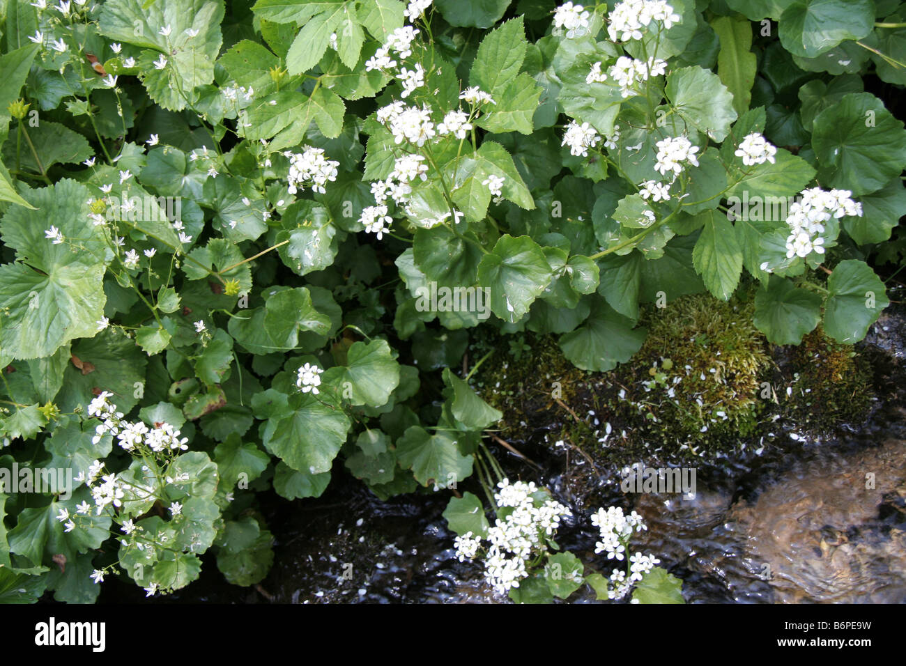 Bittercress Cardamine alpine flower in the French Maritime Alps Stock Photo