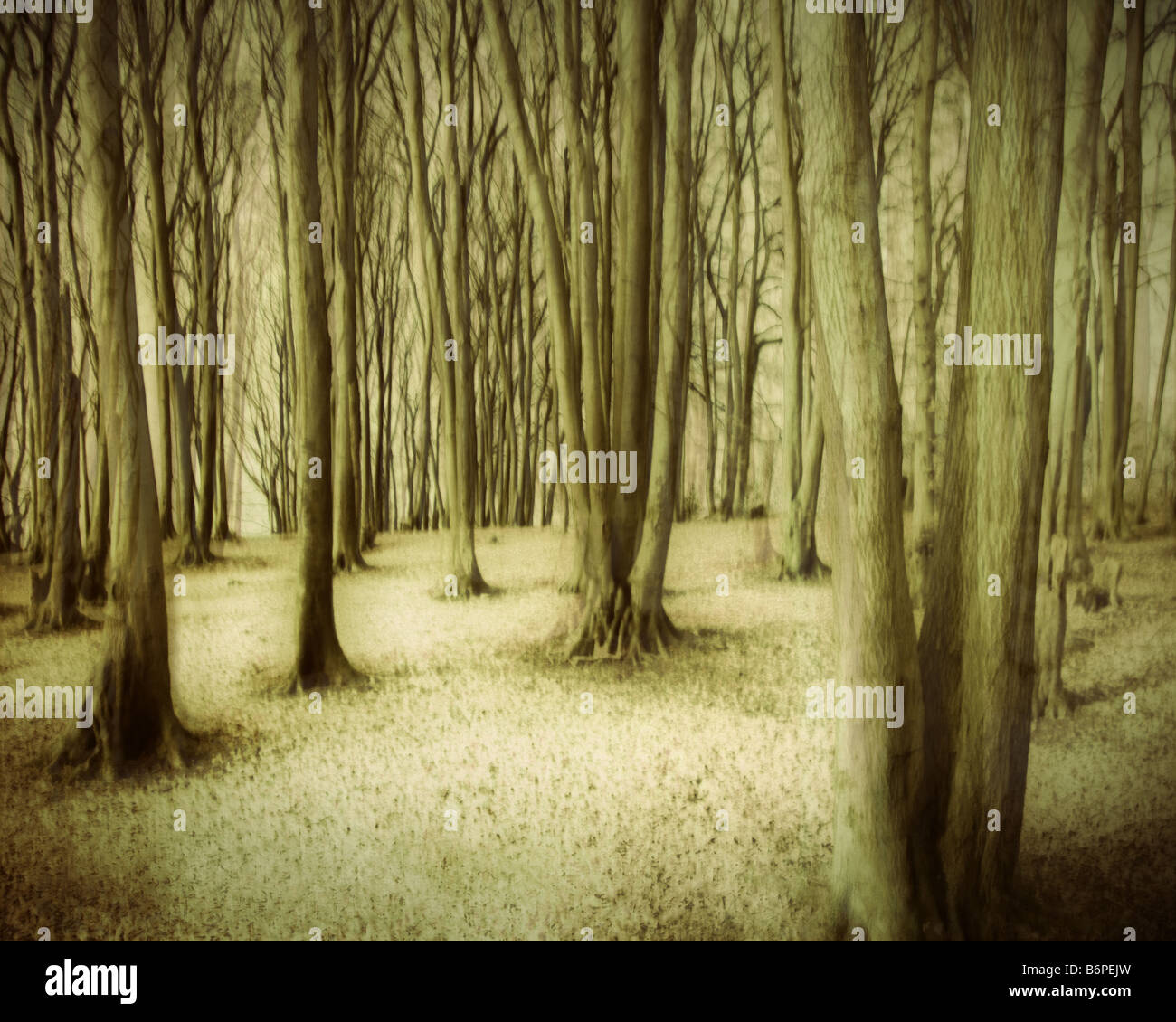 GB - GLOUCESTERSHIRE:  Woodlands on Nottingham Hill near Cheltenham (Digital Art) Stock Photo