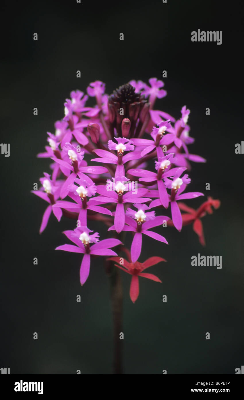 Epidendrum secundum or Wiñay Wayna orchid ( pink form ), Inca Trail, Peru Stock Photo