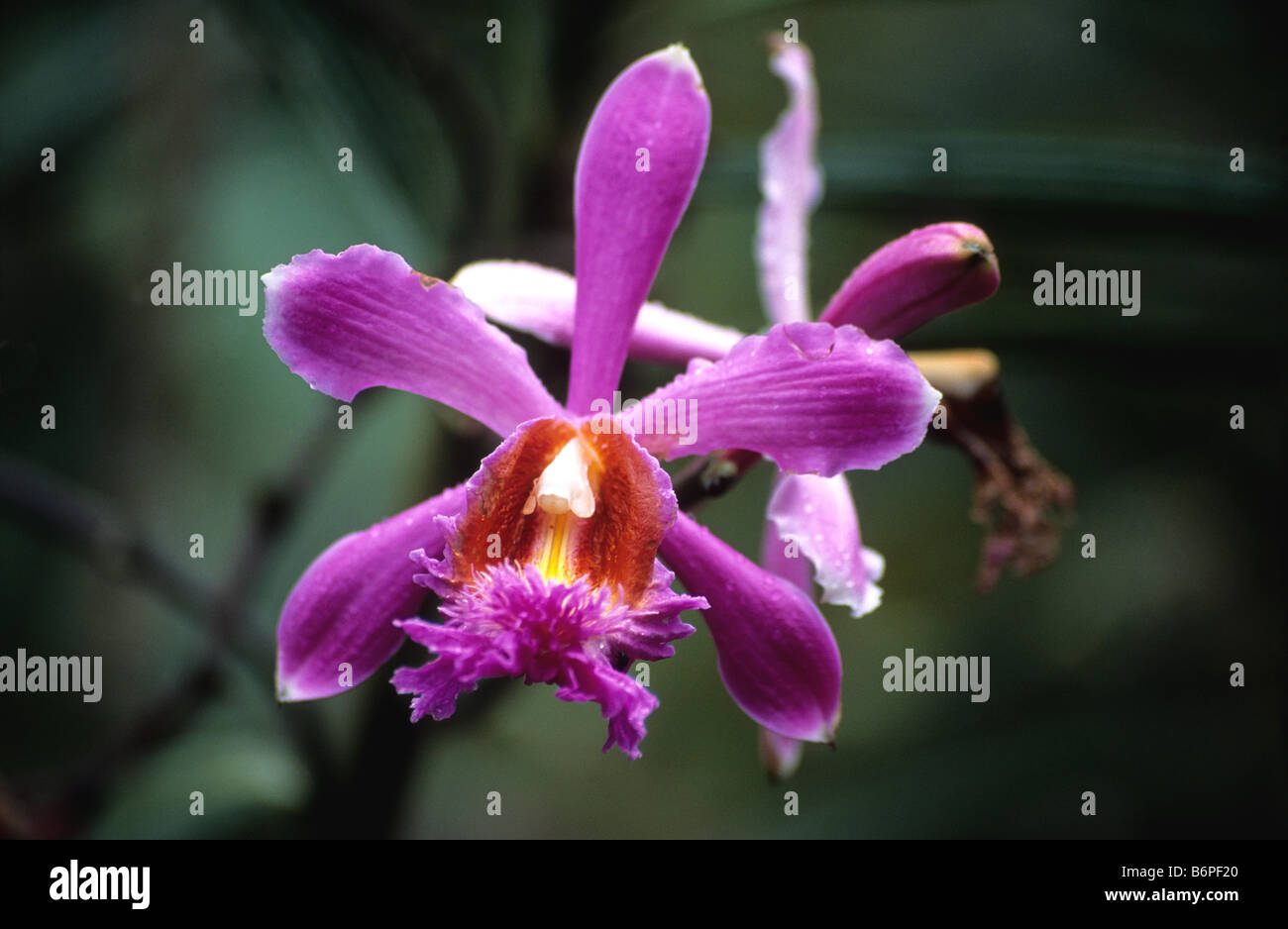 Sobralia dichotoma orchid, Inca Trail, Peru Stock Photo