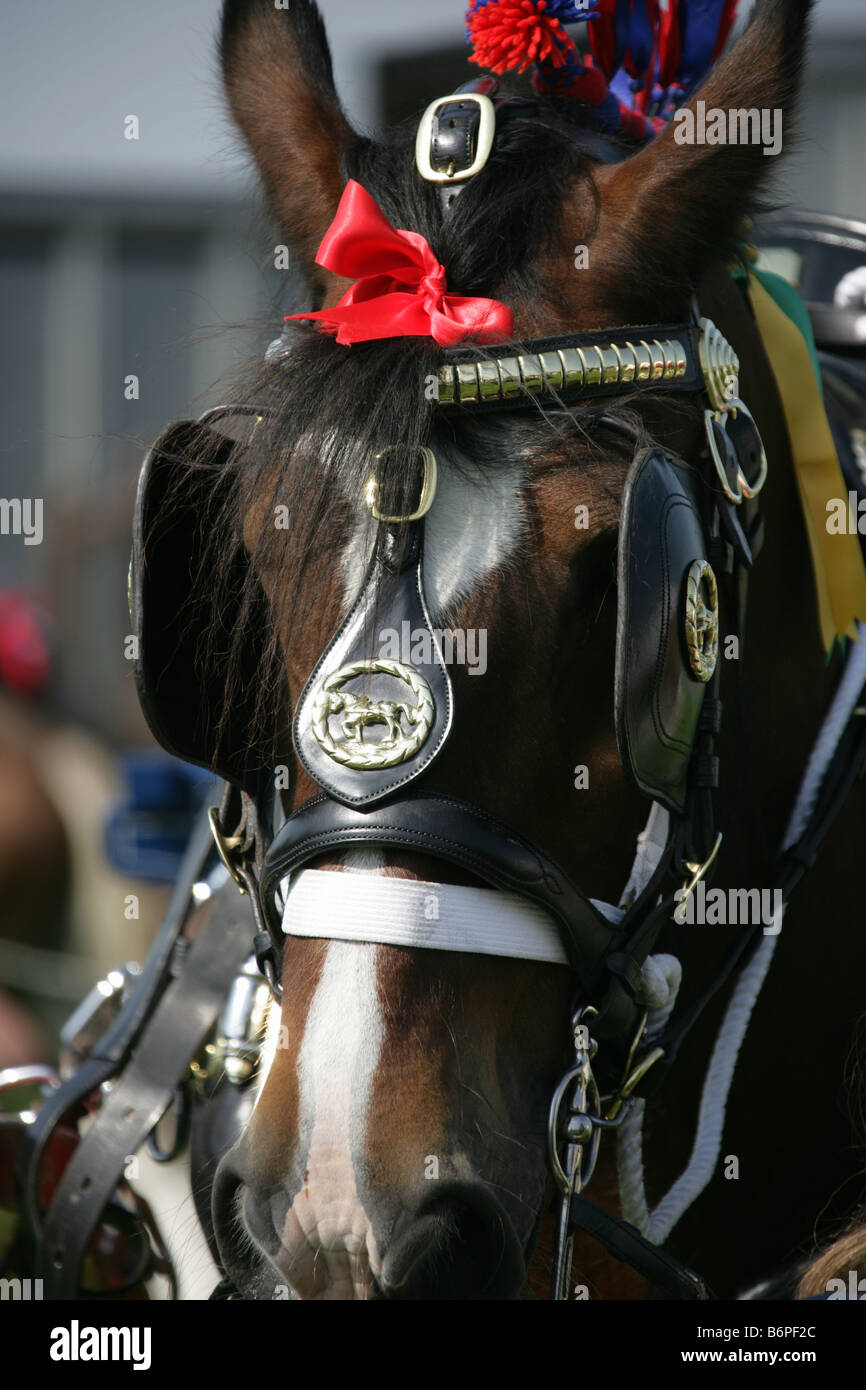 Village of Malpas, England. Close up view of a Shire horse livery at