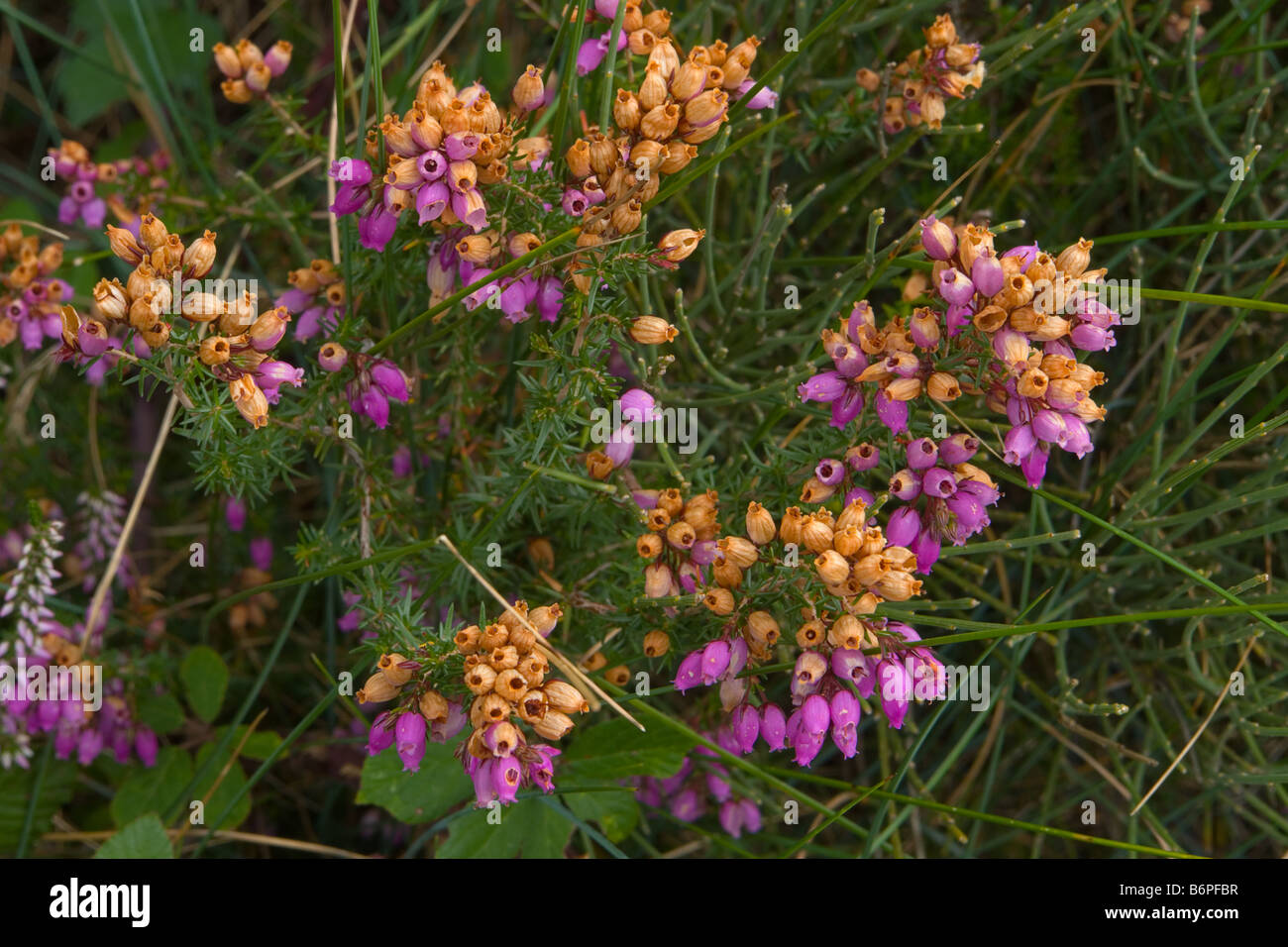 Graue Heide Erica cinerea Stock Photo