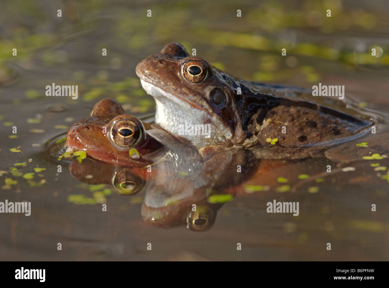 Two mating common British frogs (Rana temporia) in spring Stock Photo