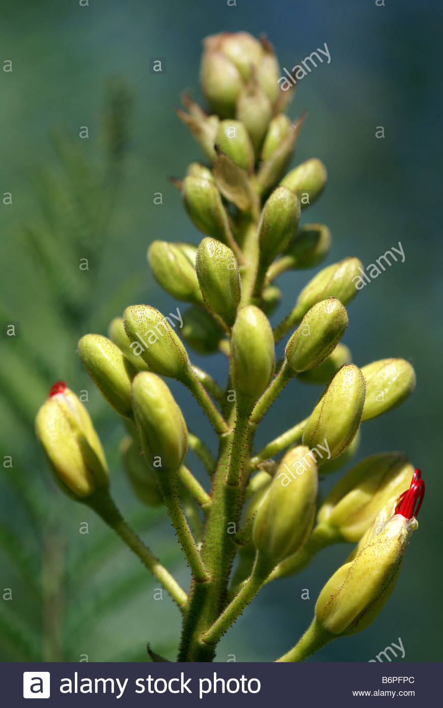 Caesalpinia Gilliesii Caesalpiniaceae Bird Of Paradise