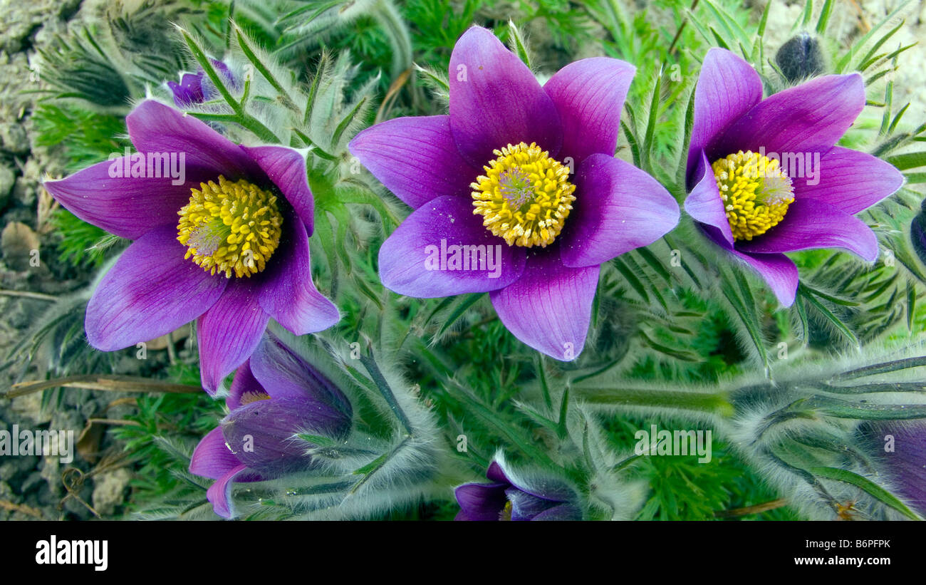 Three pasque flowers Pulsatilla vulgaris Stock Photo