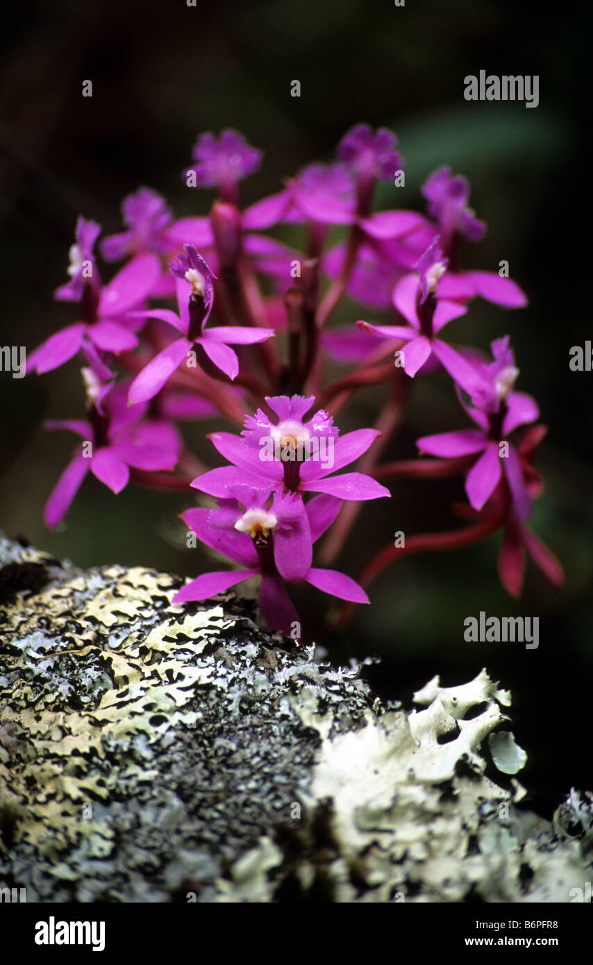 Epidendrum secundum or Wiñay Wayna orchid ( pink form ) and lichen, Inca Trail, Peru Stock Photo