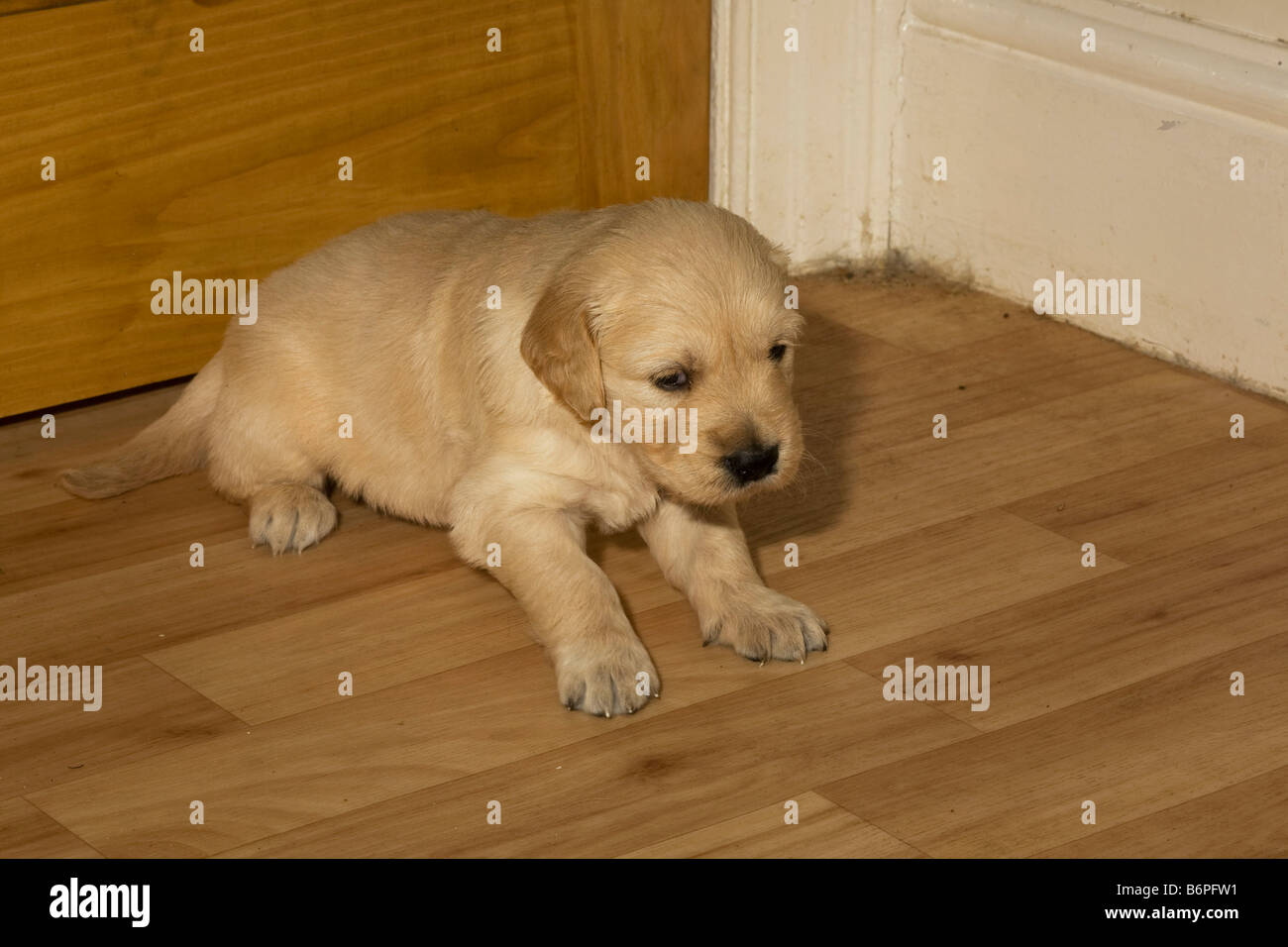 Trickett Golden Retriever male puppy 4 weeks old Yorkbeach Sandpit poses in  the corner of the whelping room Stock Photo - Alamy