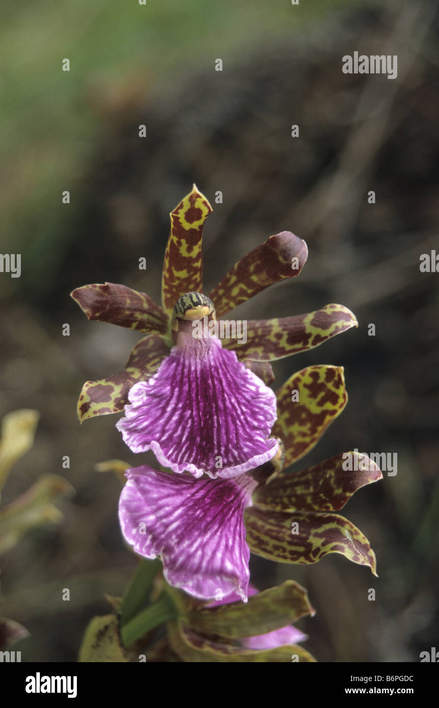 Zygopetalum intermedium orchid , Inca Trail , Peru Stock Photo
