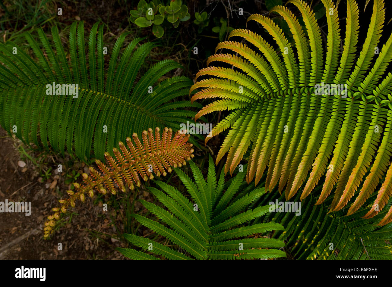 Colorful fern leaf in Volcano National Park, Big Island Hawaii. Stock Photo