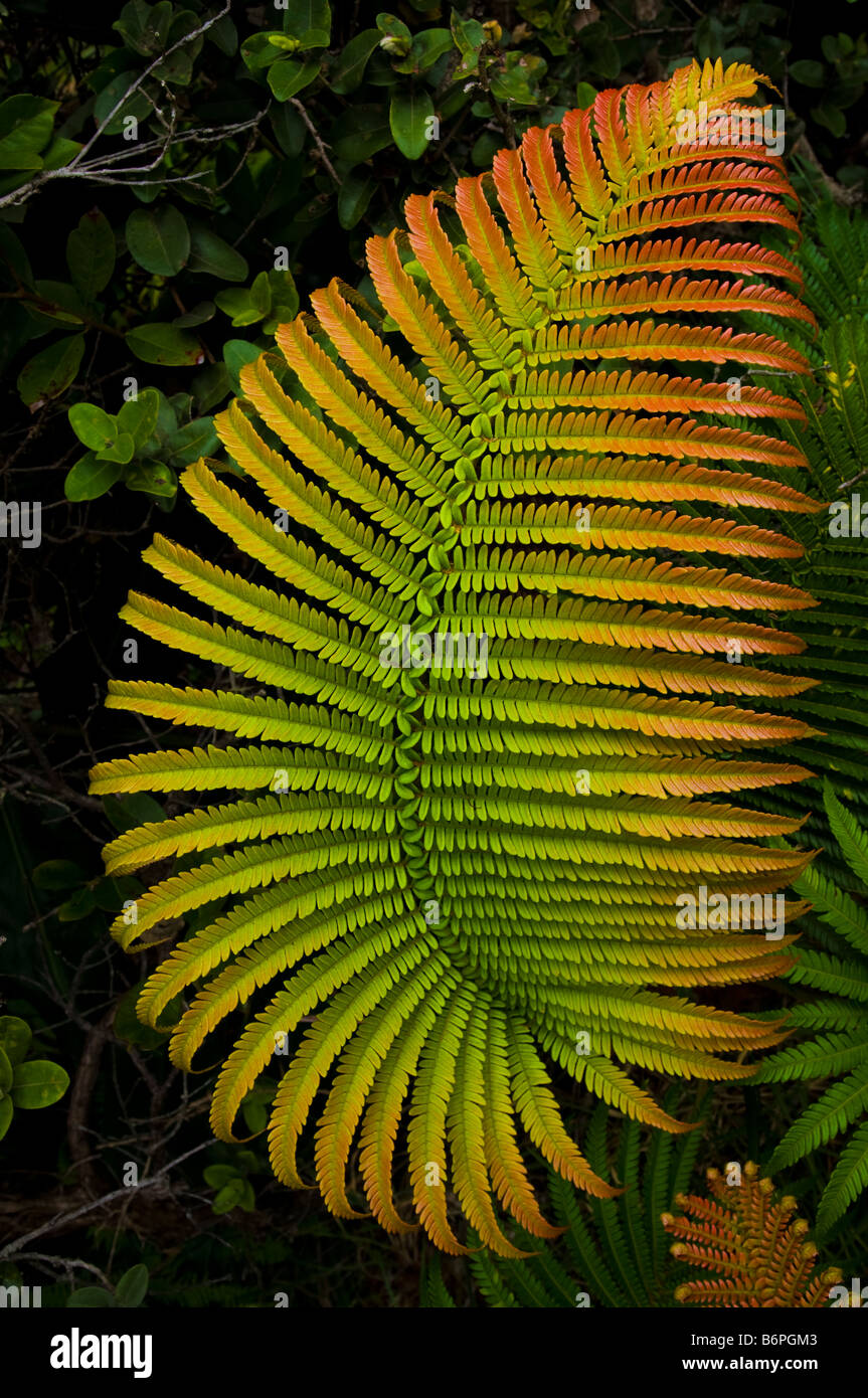 Colorful fern leaf in Volcano National Park, Big Island Hawaii. Stock Photo
