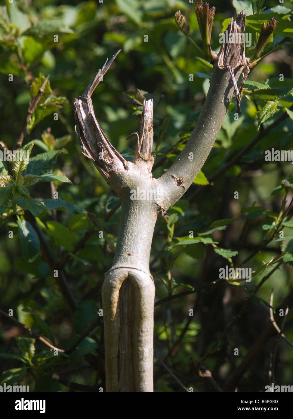 A broken branch in a hedge, in the shape of a dancer Stock Photo