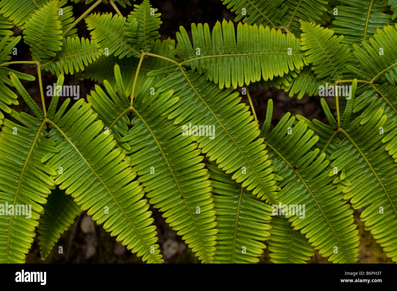 Group of fern leaves in Volcano National Park, Big Island Hawaii. Stock Photo