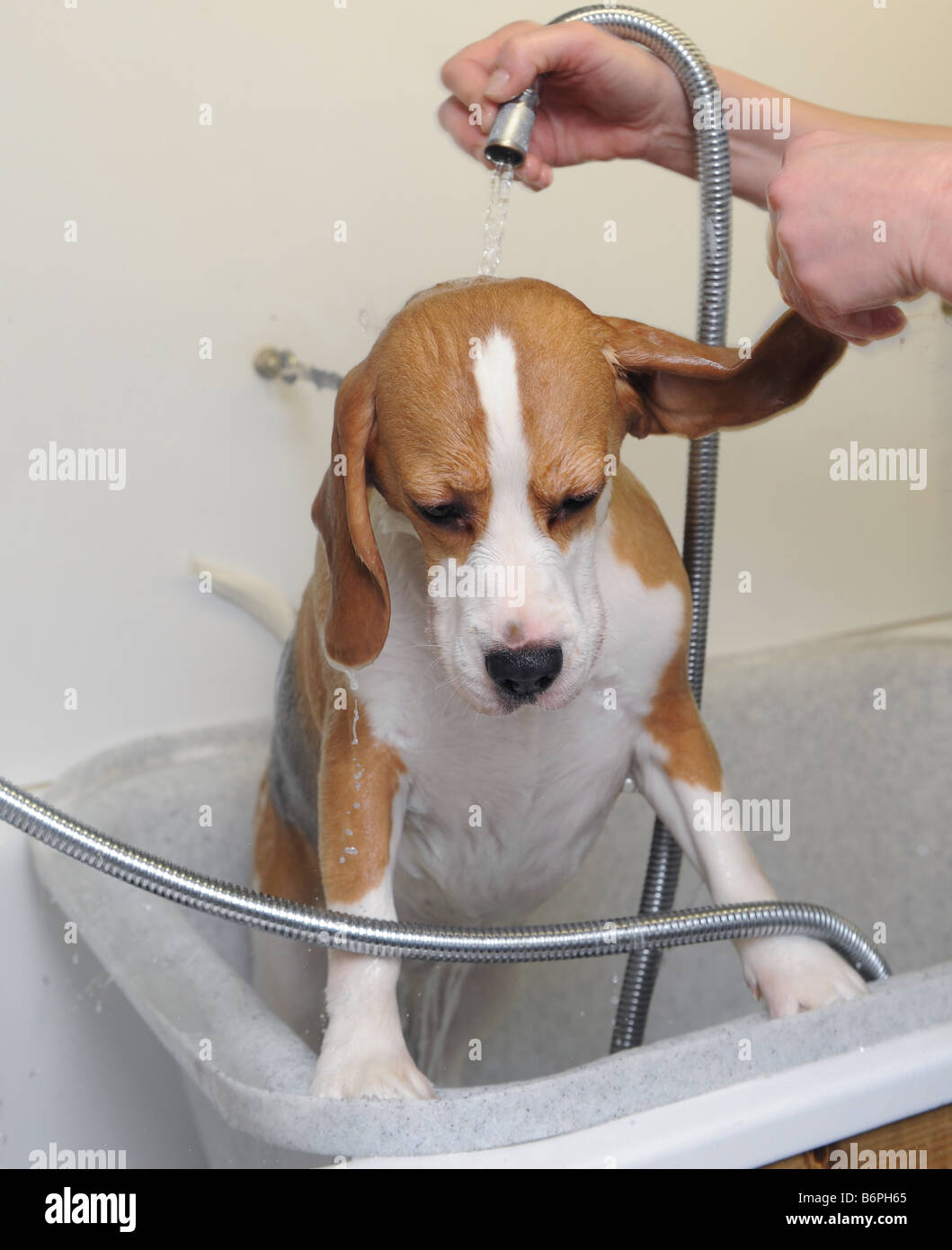 Dog being bathed at the dog groomers Stock Photo Alamy