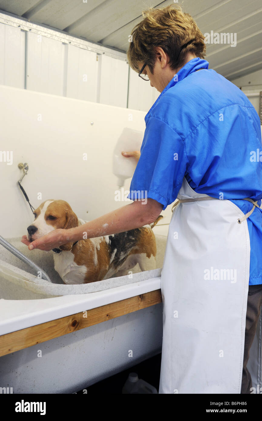 Dog being bathed at the dog groomers Stock Photo Alamy