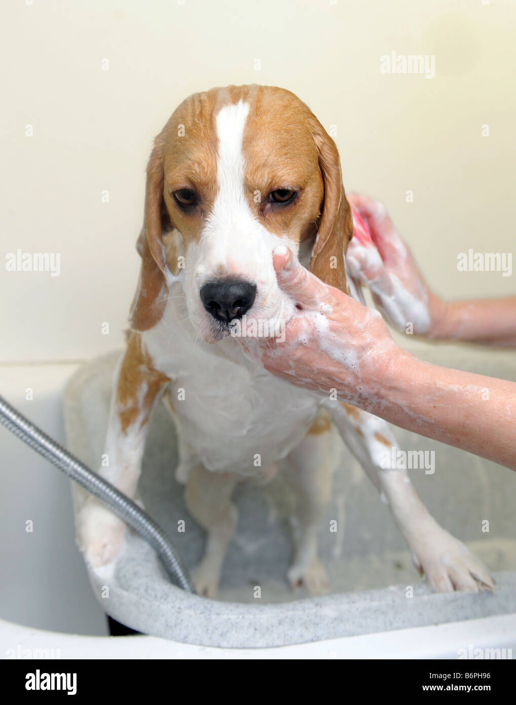 Dog bathing Stock Photo Alamy