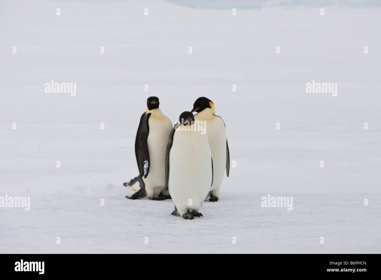 Group of 3 Emperor Penguins standing together facing forward on the snow covered fast ice in Antarctica. white background Stock Photo