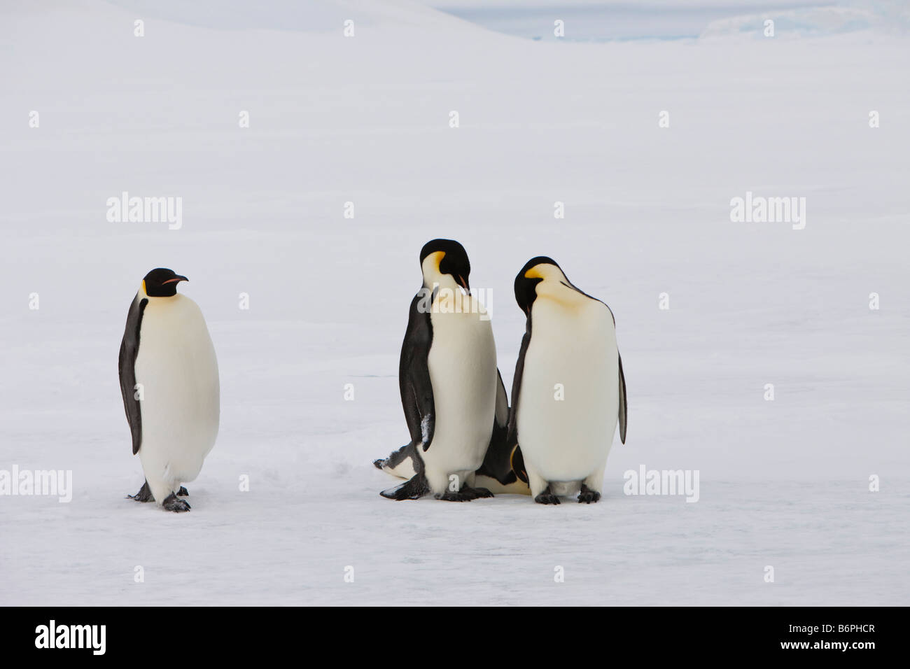 Cute emperor penguin walking toward 2 sleeping penguins on fast ice white snow background and foreground Weddell Sea Snow Hill Antarctica. Stock Photo